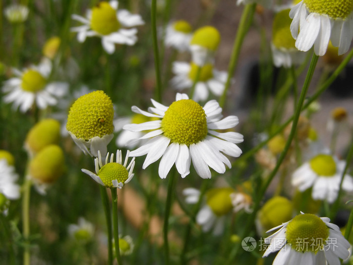 甘菊黄春菊