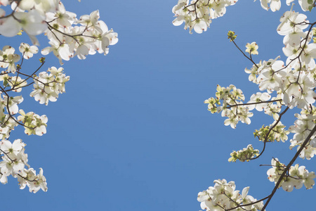 在春天开花的山茱萸树图片