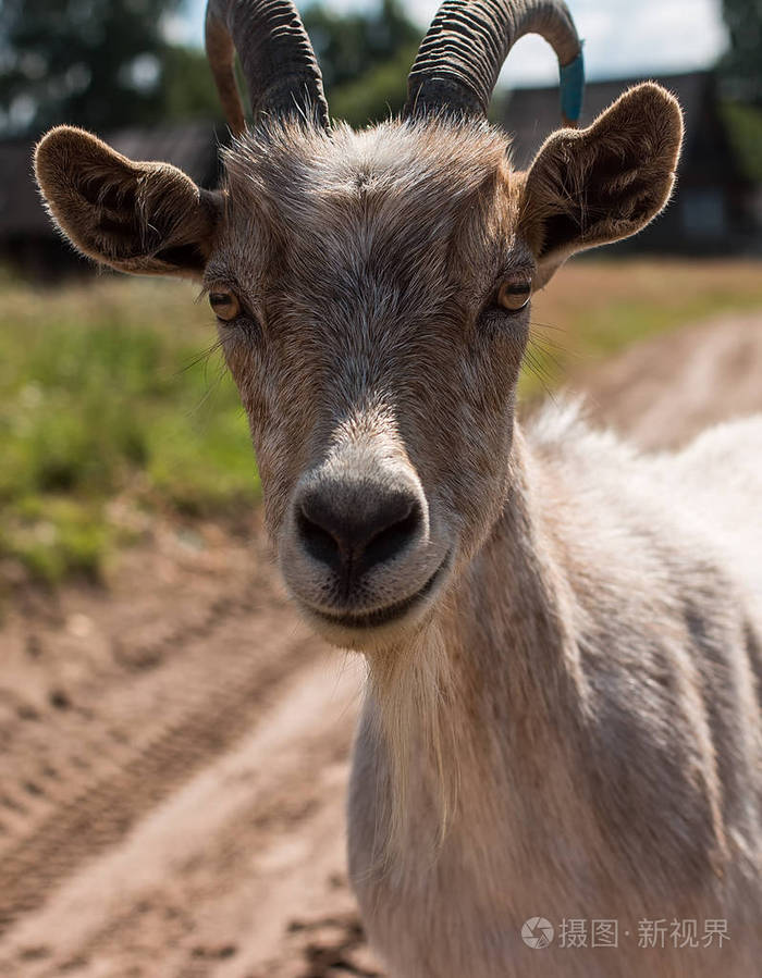 山羊角站在绿色的草地上