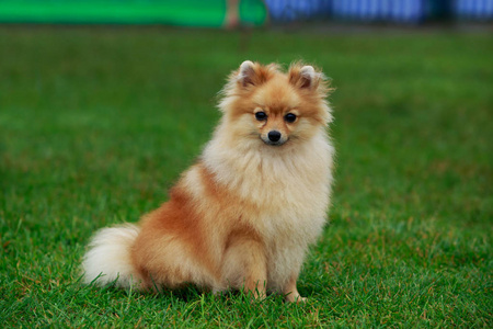 狗的品种博美犬施皮茨