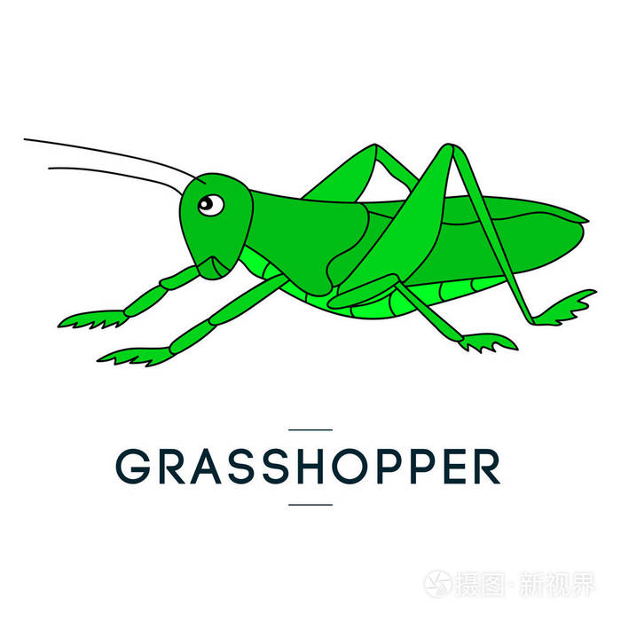 绿色蚱蜢矢量的蝗虫孤立的形象手写的图像