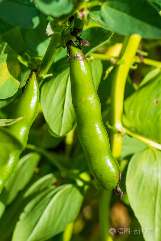 生长在一个农场上一个蚕豆豆荚