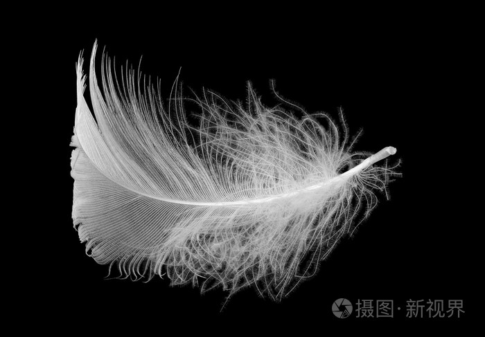 胆怯白羽毛怯懦的象征