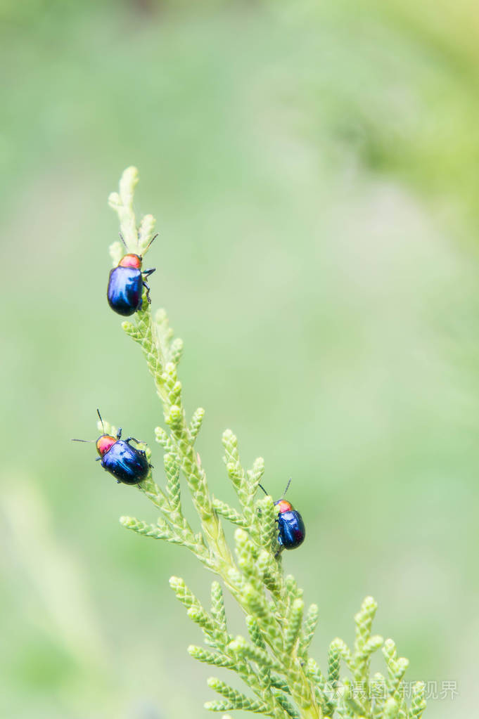 瓢虫在半昆虫在树上