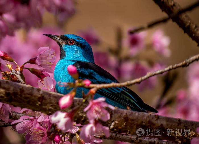 在一棵樱桃树上的蓝色 dacnis