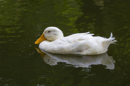 白鸭在池塘或湖泊水背景图片