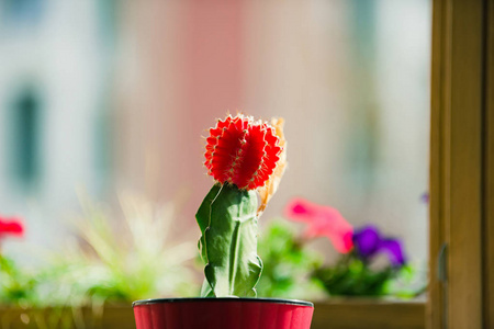 仙人掌植物绿色和红色颜色在花盆里