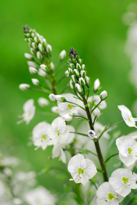 白朵朵鲜花草中的可能。花白色绿色绿野