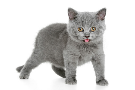 英国灰小猫(3个月)英国短毛猫小猫,4 个月大,坐在前面的白色背景英国