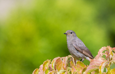 少年黑鸲 Phoenicurus ochruros 特写