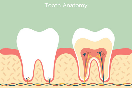 健康的牙齿解剖