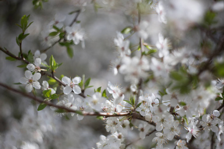 白色苹果花