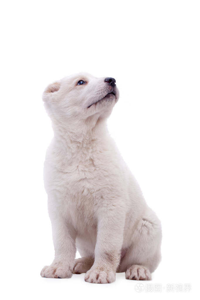 白色的中亚牧羊犬的画像