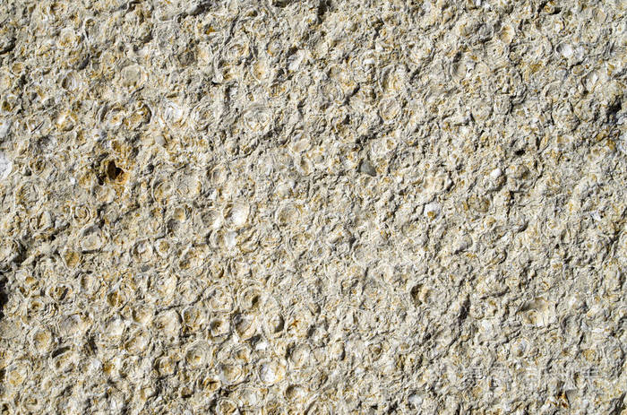 砂岩与化石的贝壳特写