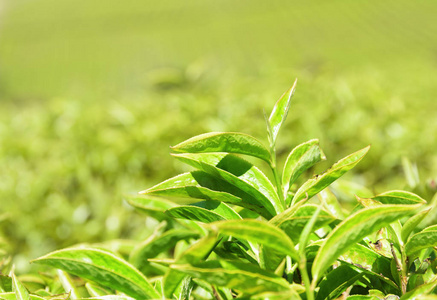 特写视图的惊人上部明亮绿色茶树叶