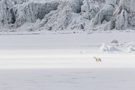 北极熊沿着浮冰沿冰川，斯瓦尔巴群岛 斯匹次卑尔根