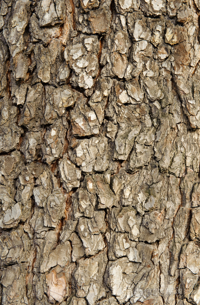 树树皮纹理