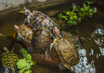 海龟在水的围栏里，爬爬在彼此附近