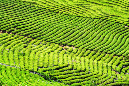 明亮的绿色茶树丛的惊人行。乡村景观