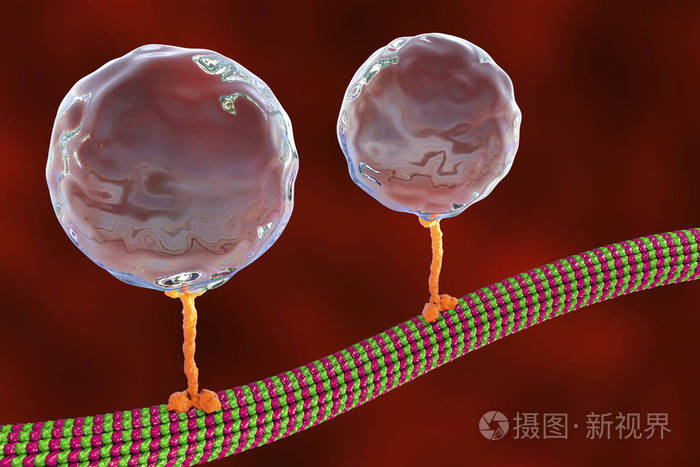细胞内转运驱动蛋白转运分子穿过微管