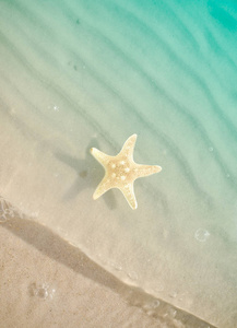 用沙子夏天海滩上的海星