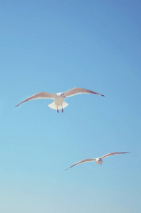 在晴朗的一天在湛蓝的天空中翱翔的海鸥