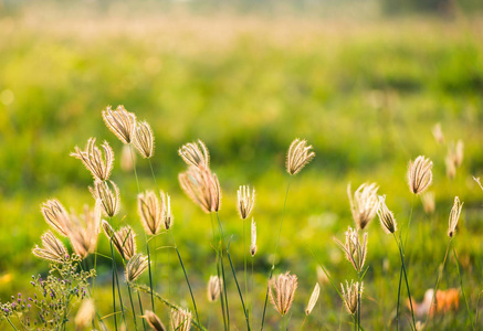 春天的小草图片