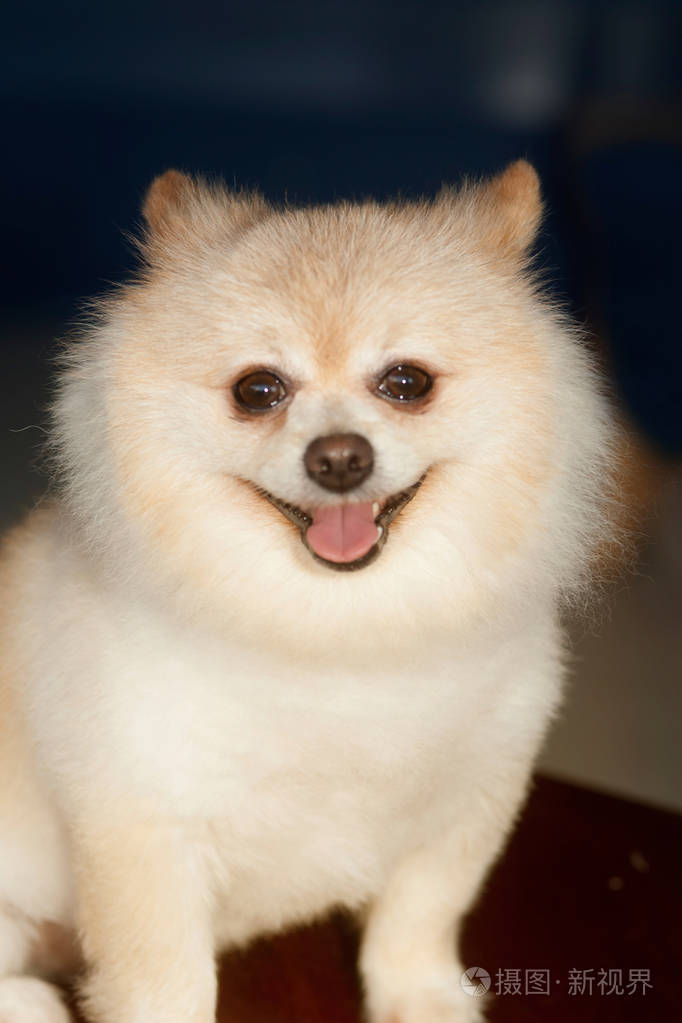 蓬松pom博美犬可爱的小狗的小宠物