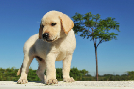 小狗拉布拉多犬