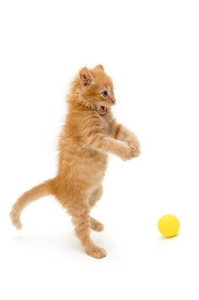 小猫抓住球