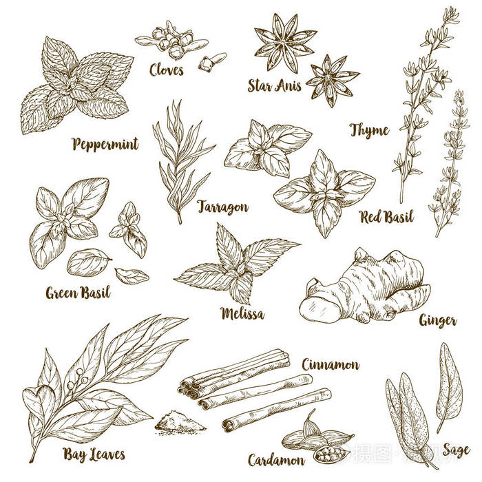 手绘美食香药草和香料的一整套插画-正版商用图片01cx1i-摄图新视界