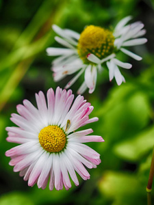 在森林里的洋甘菊