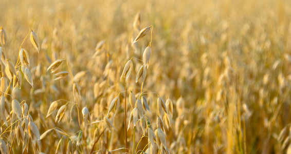 在白色背景下被隔离的燕麦或大麦的逼真的一束.燕麦耳的矢量集.