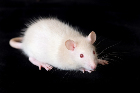 白老鼠图片