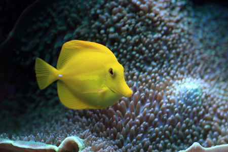 在水族馆的黄色小鱼