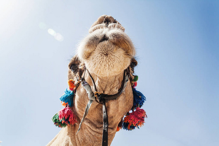 一只骆驼，装饰的头特写，对天空背景