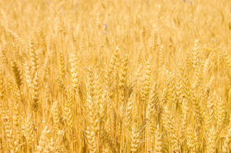 具有成熟的黄色小麦的字段