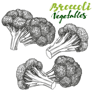 西兰花蔬菜套.详细刻.老式手工绘制的矢量图写实素描照片