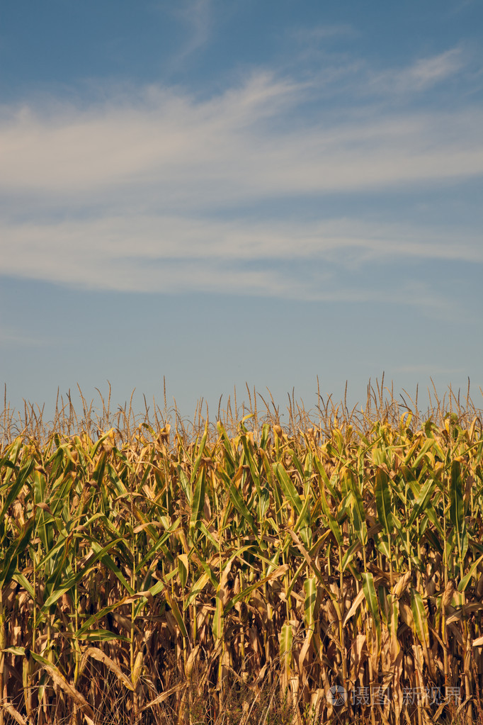 玉米地夏季