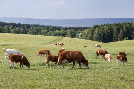 母牛和牛犊绿色草地上放牧的畜群