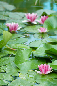 池塘 the pond 非正式大西洋