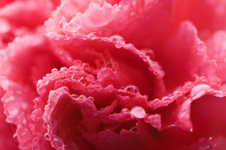 带有水滴的粉红色康乃馨花宏浅焦点