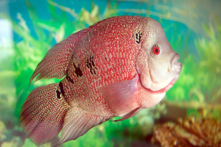 三毛鱼水族馆鱼