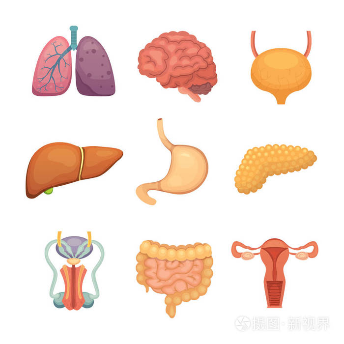 插画 卡通人体器官套.解剖的尸体.生殖系统, 肺, 大脑插图.eps