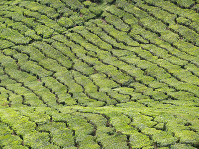 茶坊 茶园 茶场图片