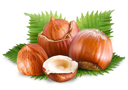 榛树榛树,榛子 榛果照片