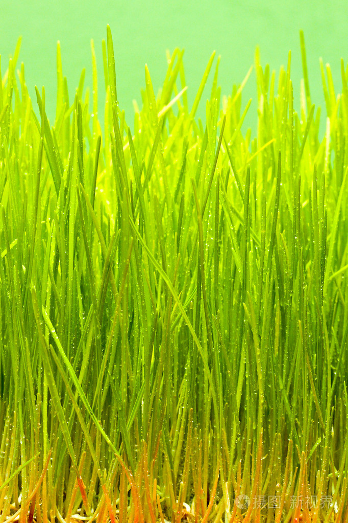 草青草草地草坪告密者俚龙须菜