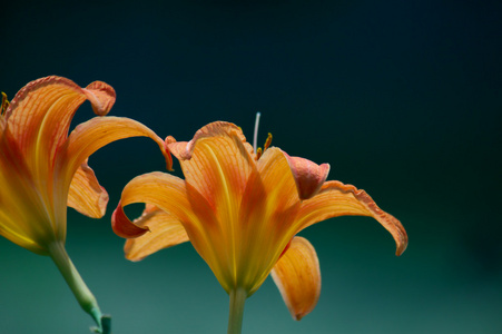 百合花