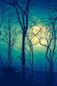 夜晚景观的天空与超级月亮背后的死树的剪影