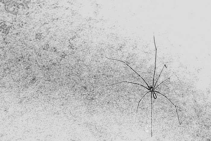 蜘蛛素描 简单图片